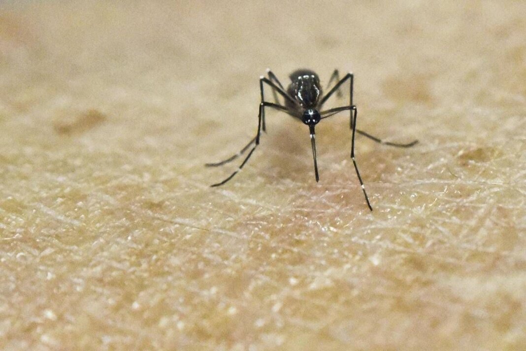 Chikungunya, vaccino in Italia dal 30 ottobre