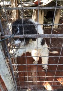 Salvati sei cani a Livorno, costretti senza cibo e acqua